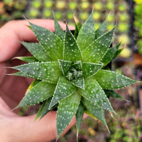 Aristaloe aristata 'Lace Aloe'