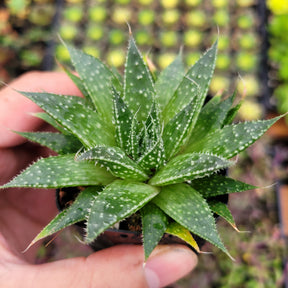 Aristaloe aristata 'Lace Aloe'