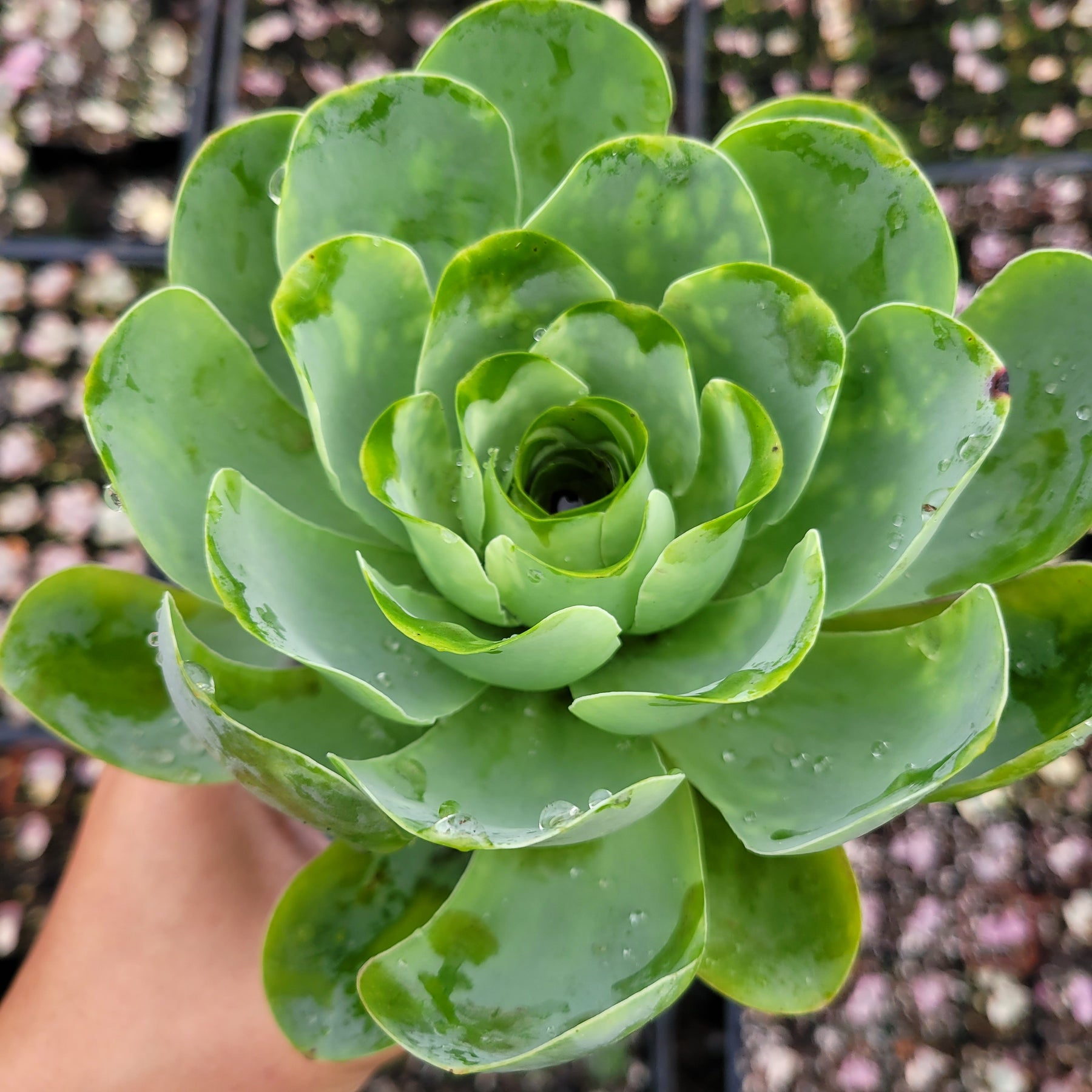 greenovia aurea succulent Greenovia aurea