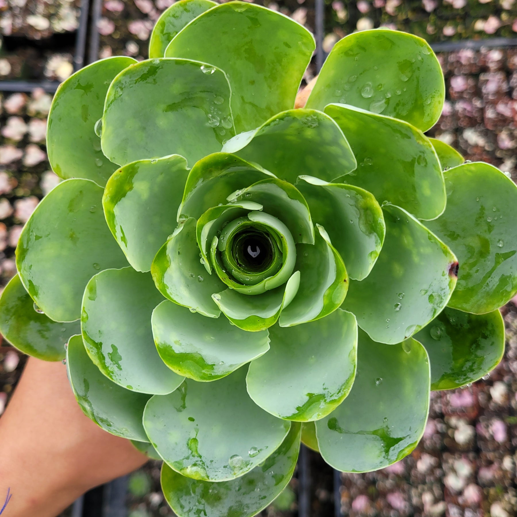green succulent with white flowers Greenovia aurea 4 Inch