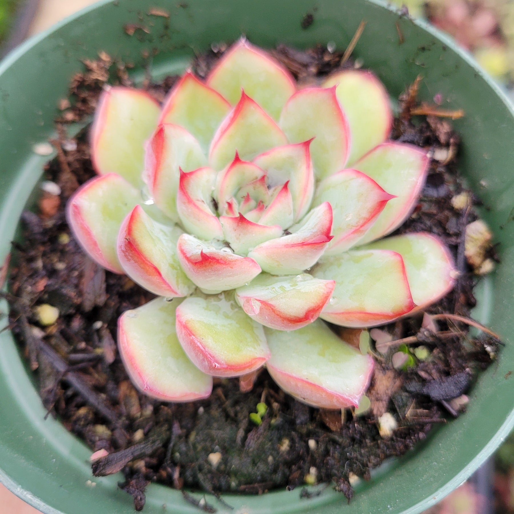 sweet succulent cherry Echeveria 'Cherry'