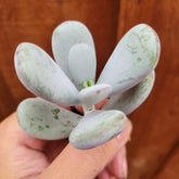 Cotyledon orbiculata - Succulents Depot