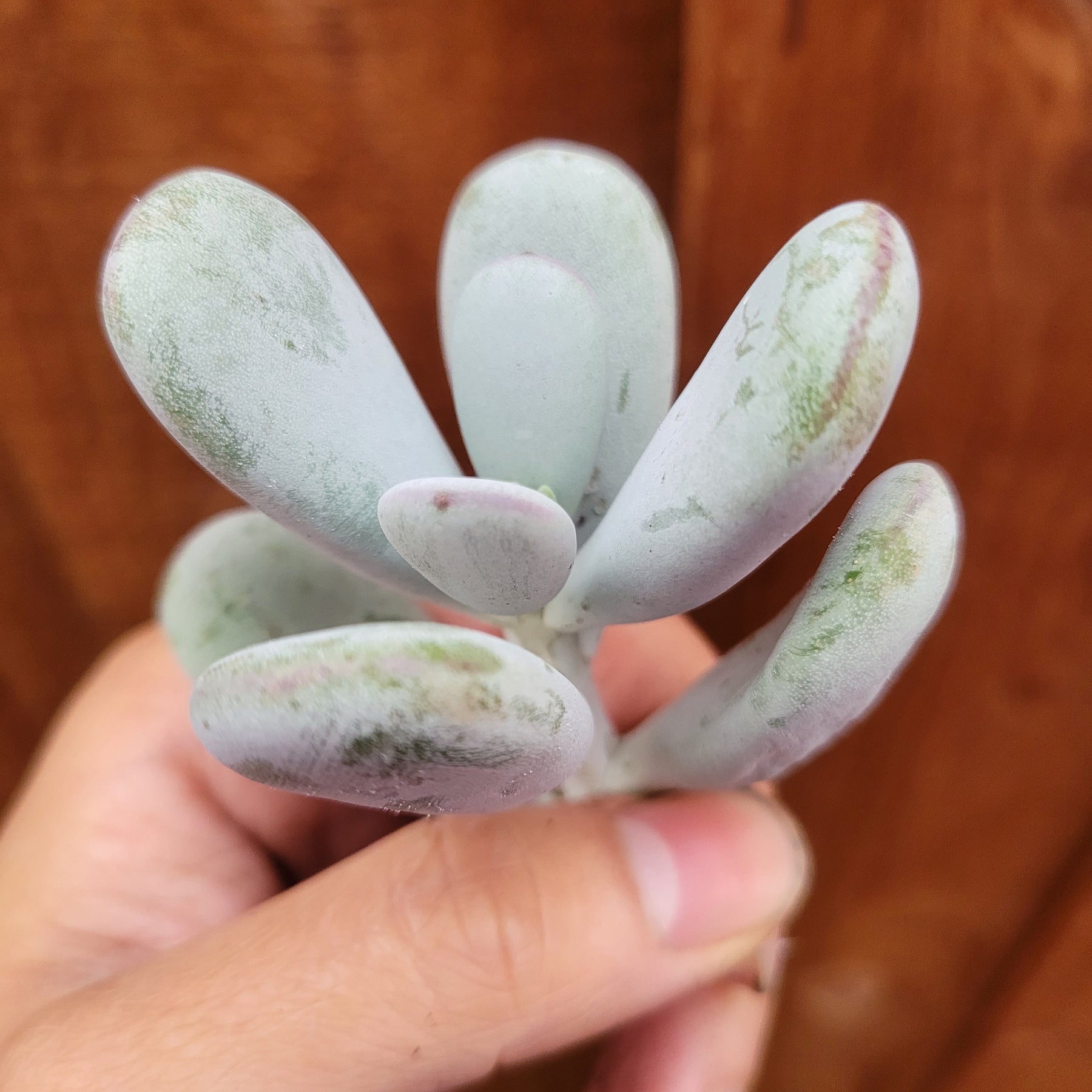 ping succulent Cotyledon orbiculata 'Ping Pong' 4 Inch Cutting