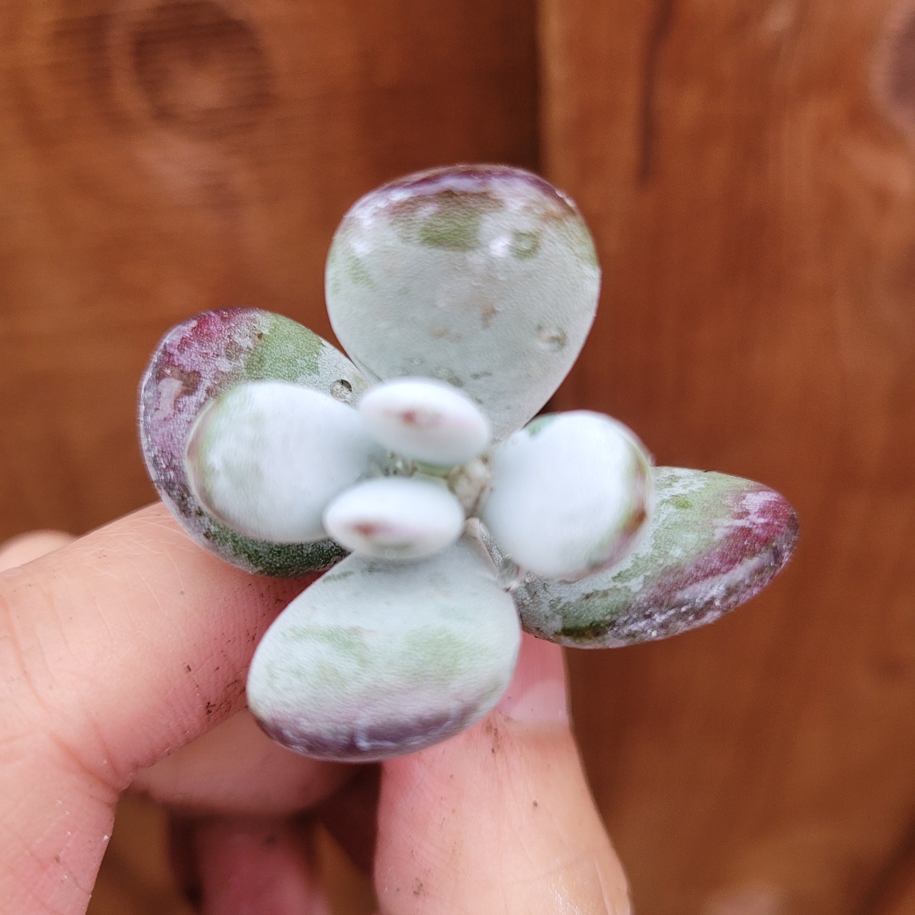ping succulent Cotyledon orbiculata 'Ping Pong' 4 Inch Cutting