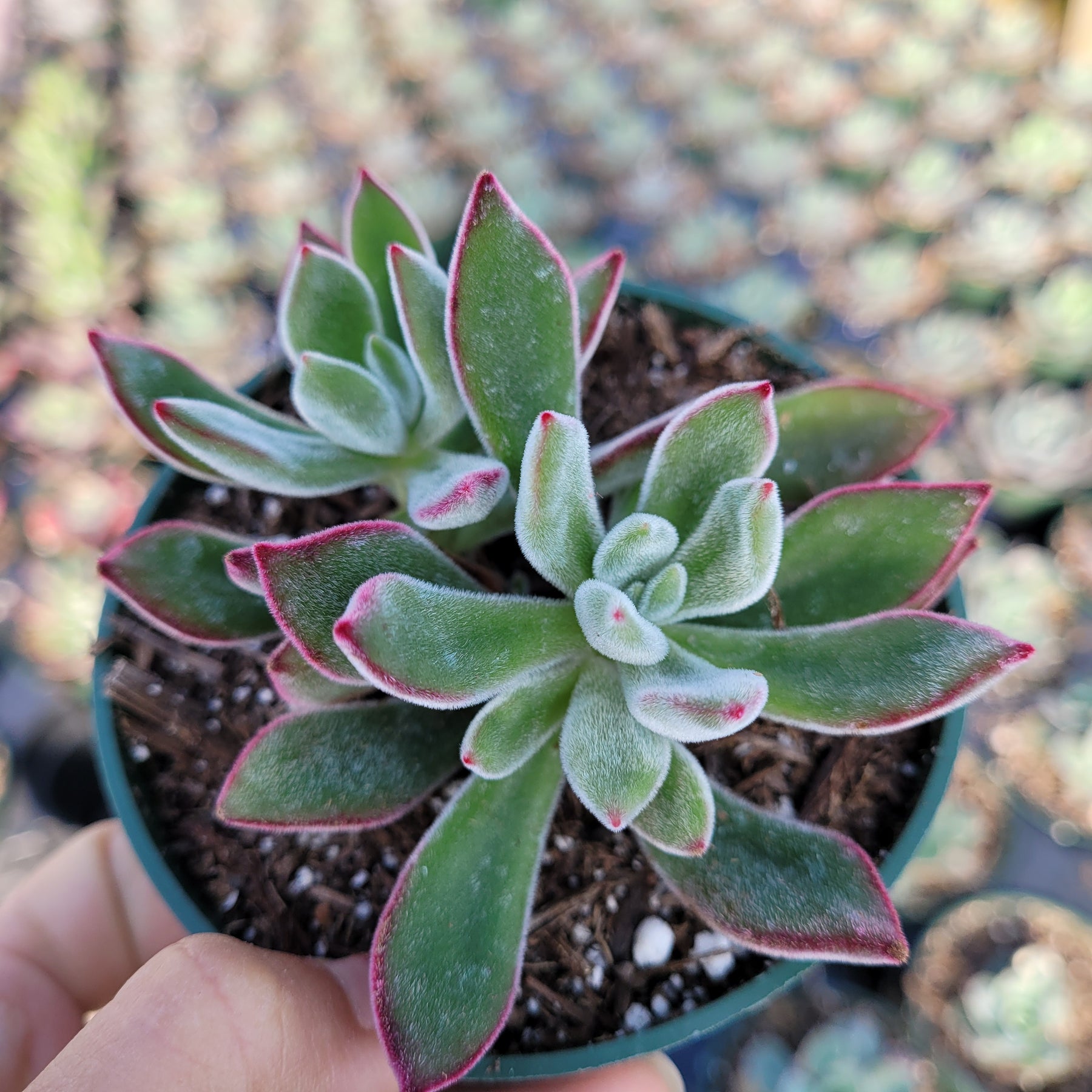 succulent with red edged leaves Echeveria pulvinata