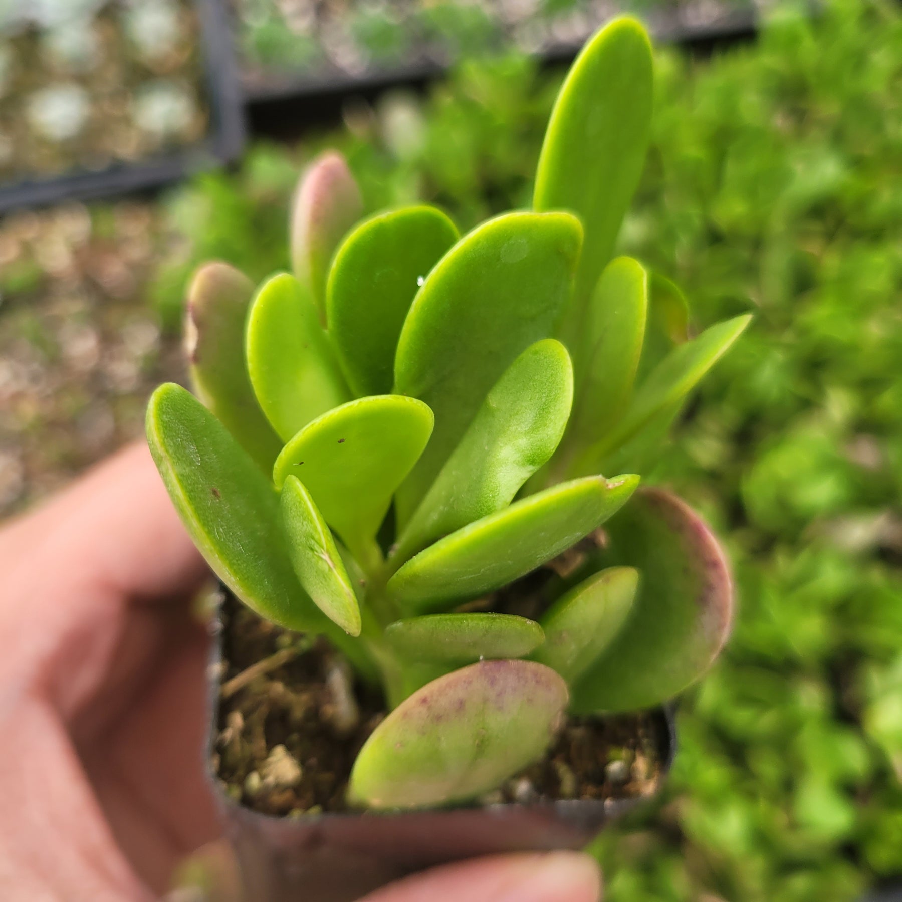 trailing jade succulent Senecio jacobsenii