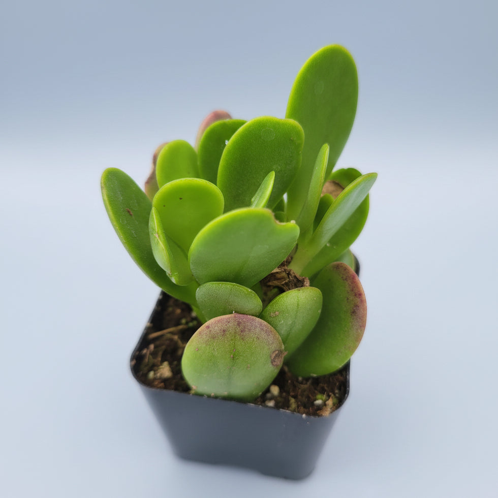 Senecio jacobsenii succulent in hand, potted.