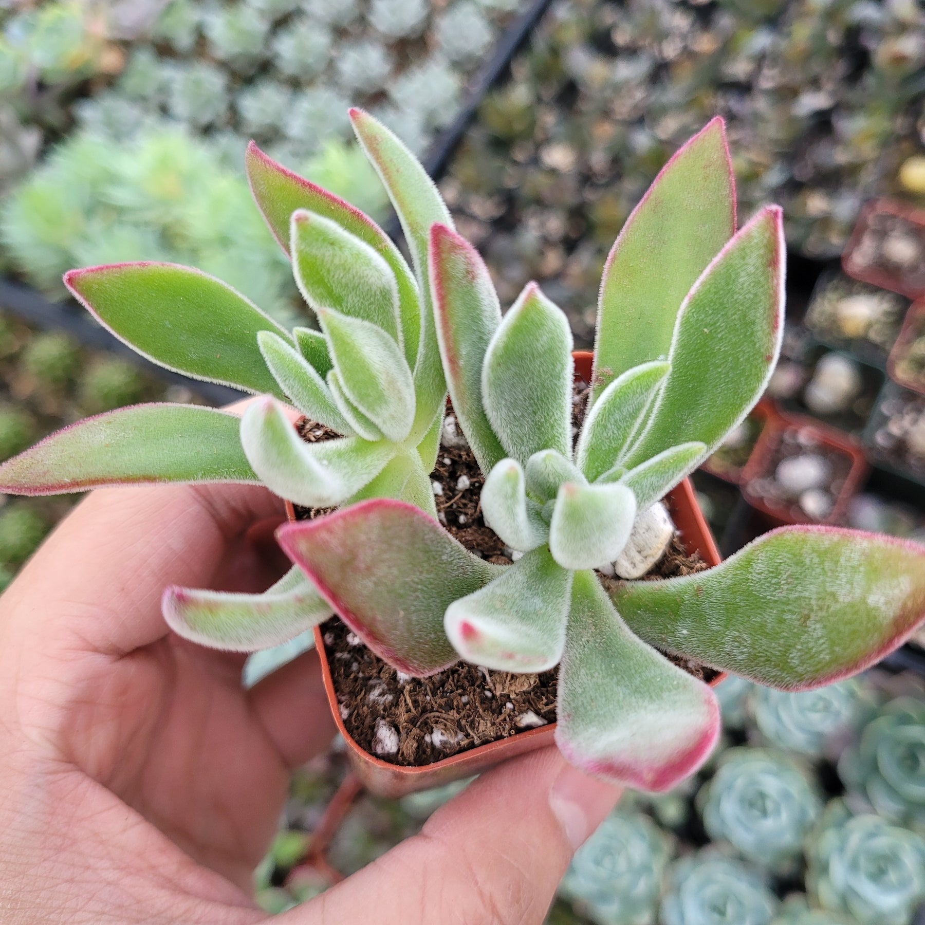 succulent plant with fuzzy leaves Echeveria pulvinata