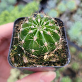 Echinobivia ‘Rainbow Bursts’