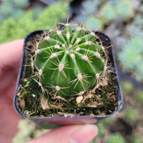 Echinobivia ‘Rainbow Bursts’