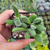 Crassula congesta 'Green Beans'