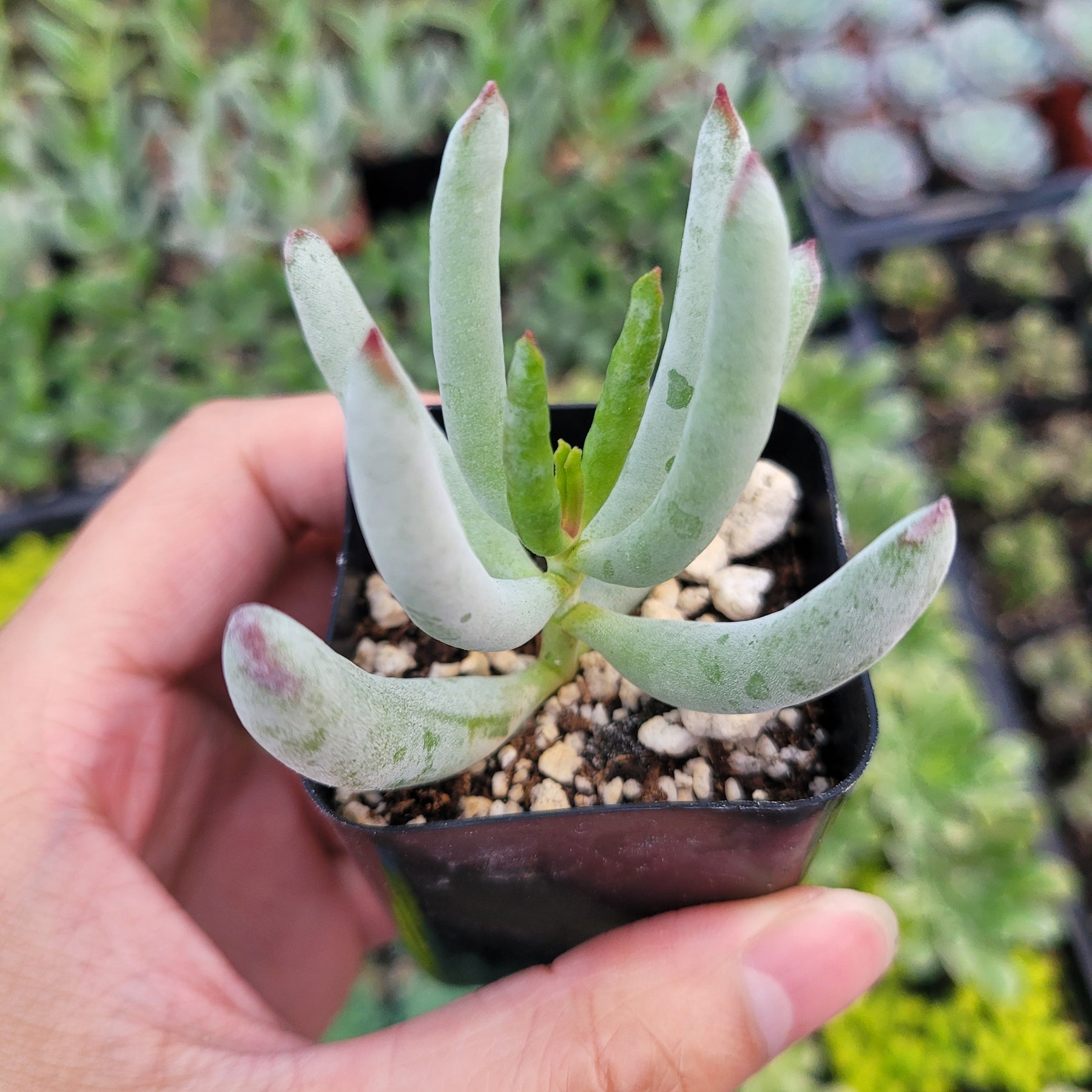 happy young lady succulent Cotyledon orbiculata 'Happy Young Lady'