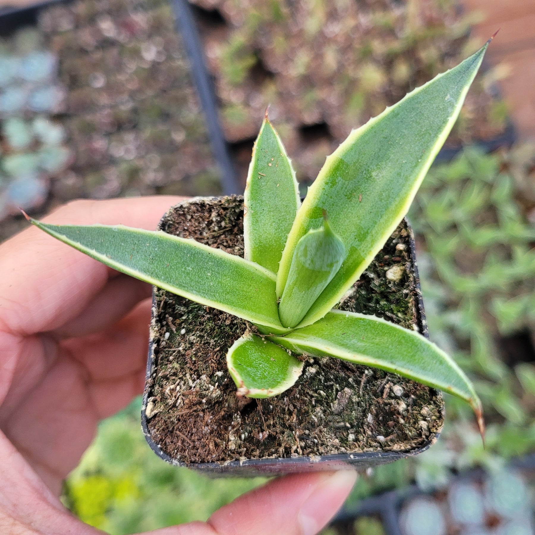 agave indoor plant Agave desmettiana Variegata