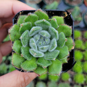Echeveria setosa var. Ciliata