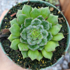 Echeveria setosa var. Ciliata