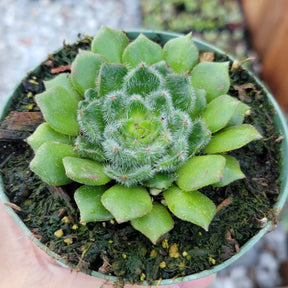 Echeveria setosa var. Ciliata