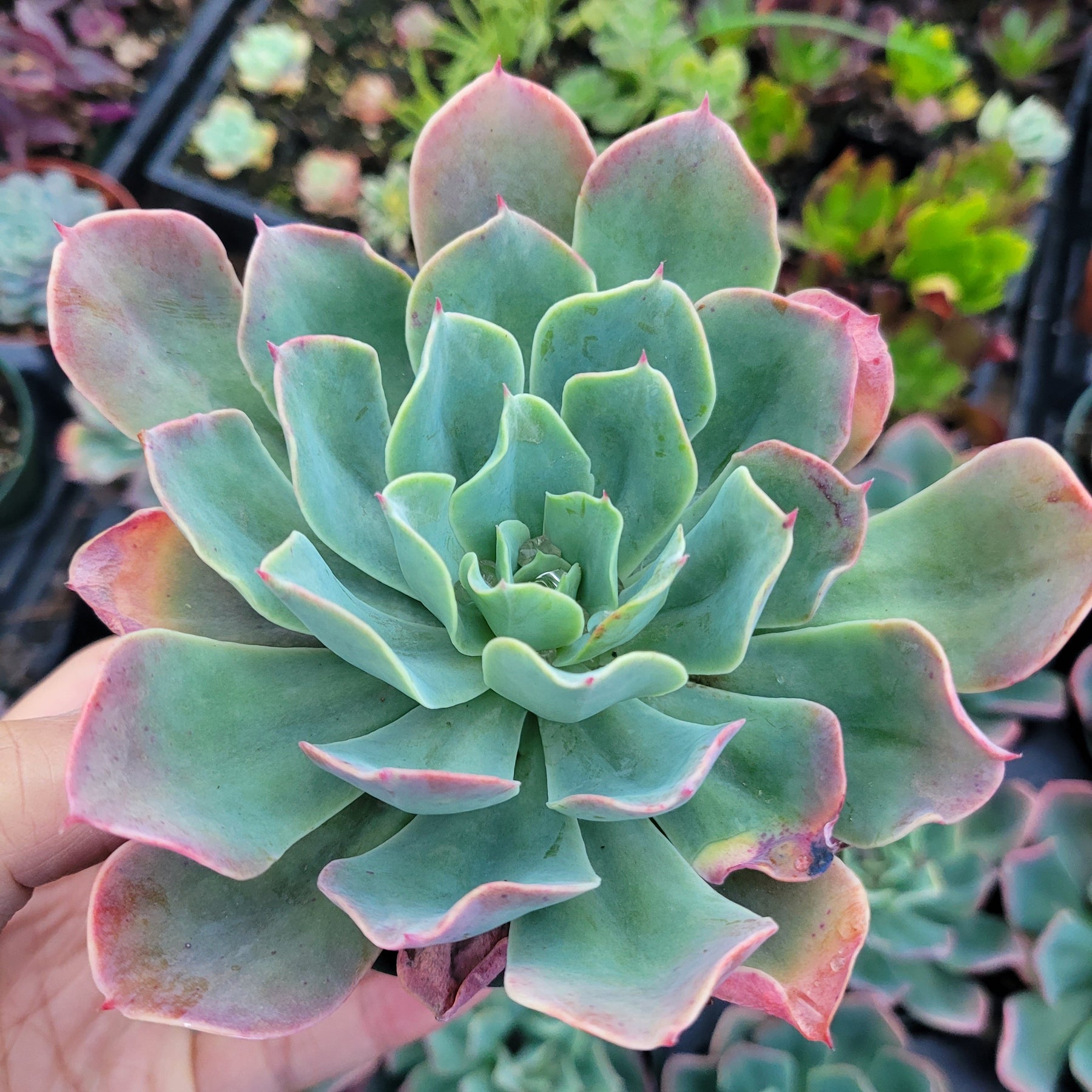 wavy leaf succulent Echeveria 'Tsunami' -