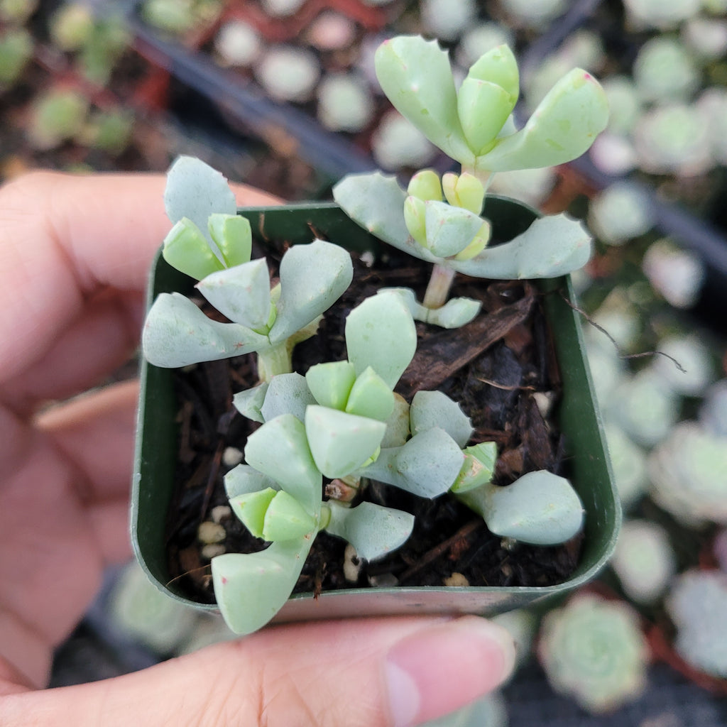succulent dry Oscularia deltoides 'Pink Ice Plant'