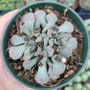 Titanopsis calcarea - Jewel Plant, Concrete Leaf