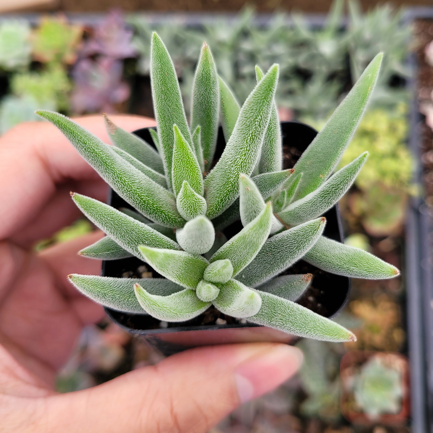 tenelli succulent Crassula mesembryanthemoides 'Tenelli'