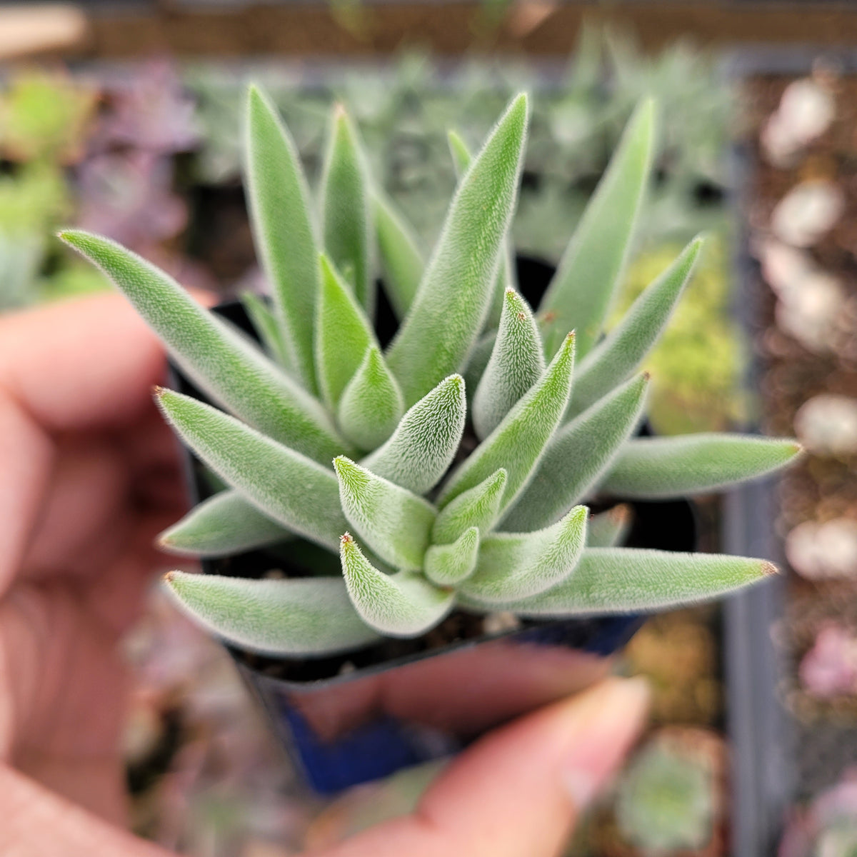 Crassula mesembryanthemoides 'Tenelli'