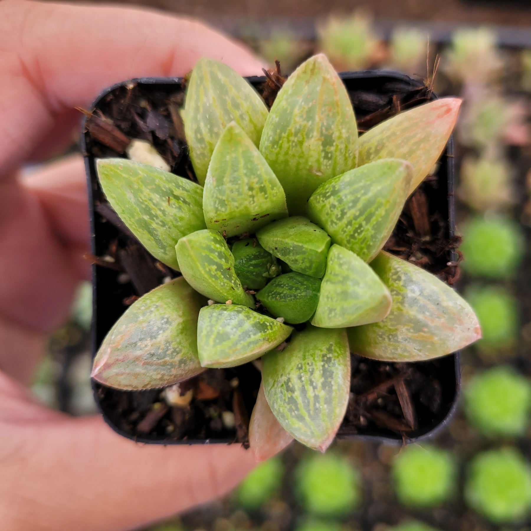 succulent with see through leaves Haworthia turgida X