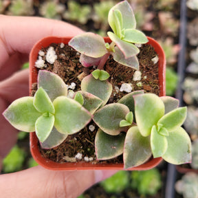 Crassula marginalis rubra 'Variegata' "Calico Kitten" - Succulents Depot