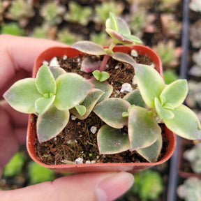 Crassula marginalis rubra 'Variegata' "Calico Kitten" - Succulents Depot