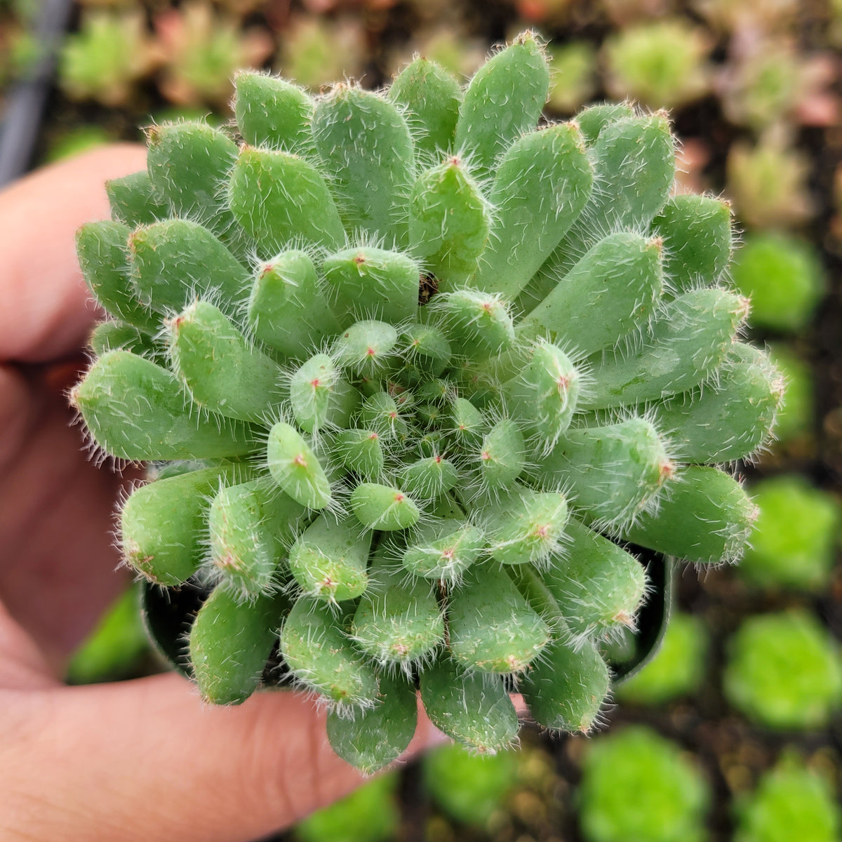 Echeveria setosa var. deminuta 'Firecracker Plant'