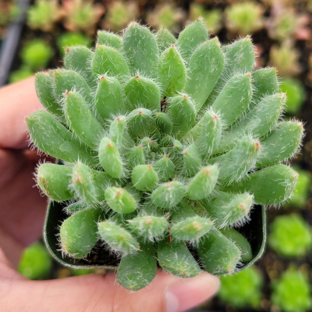 Echeveria setosa var. deminuta 'Firecracker Plant'