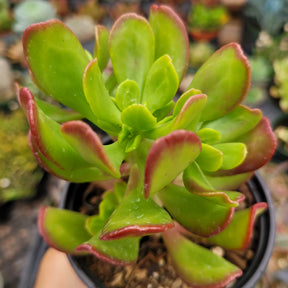 red succulent tree Sedum dendroideum