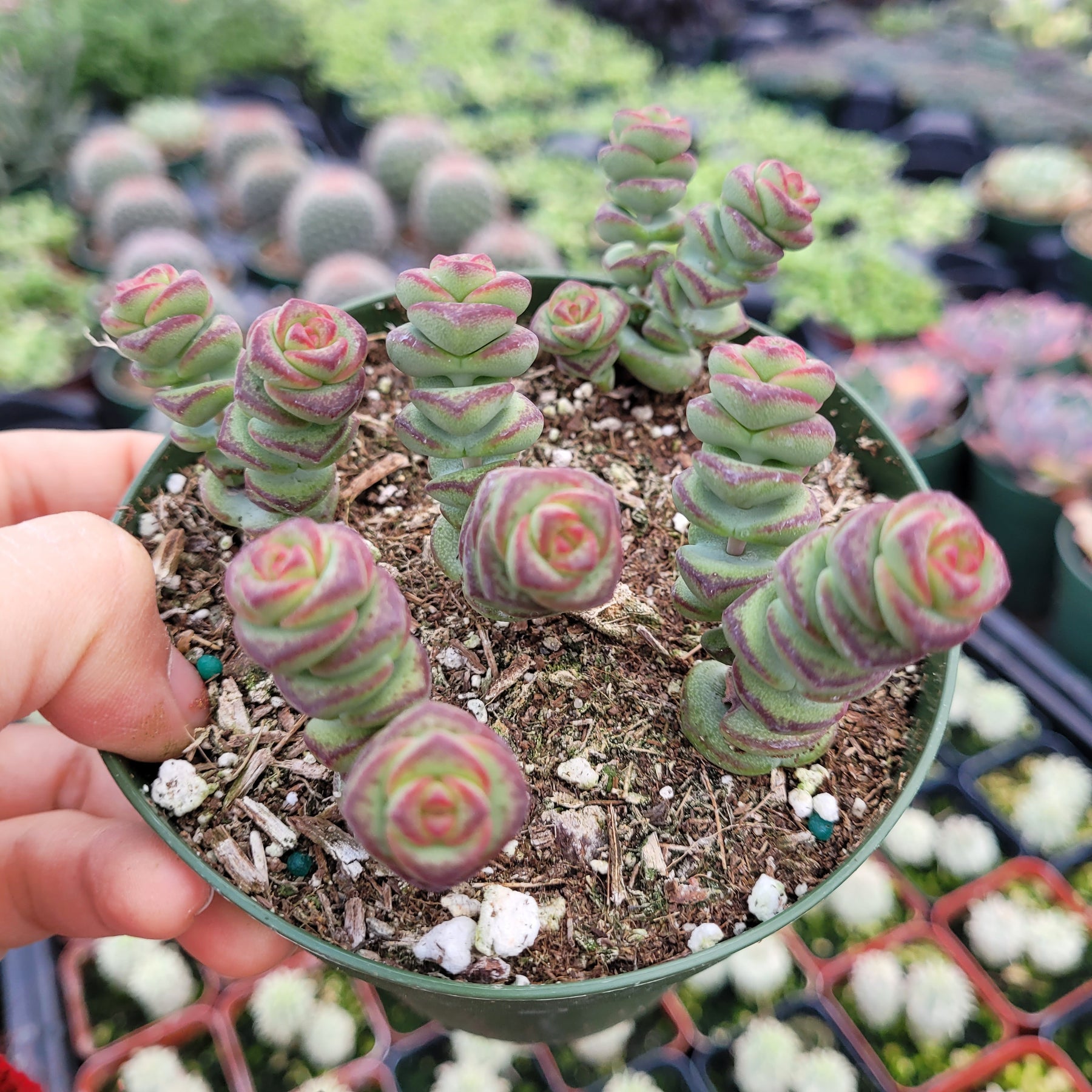 Live Rare Crassula cv. 'Jade Necklace' Succulent Plant rooted in 2'' p – US  Seeds Bank
