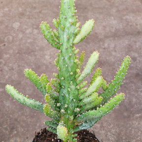 Opuntia monacantha variegata - Variegated Joseph's Coat - Succulents Depot