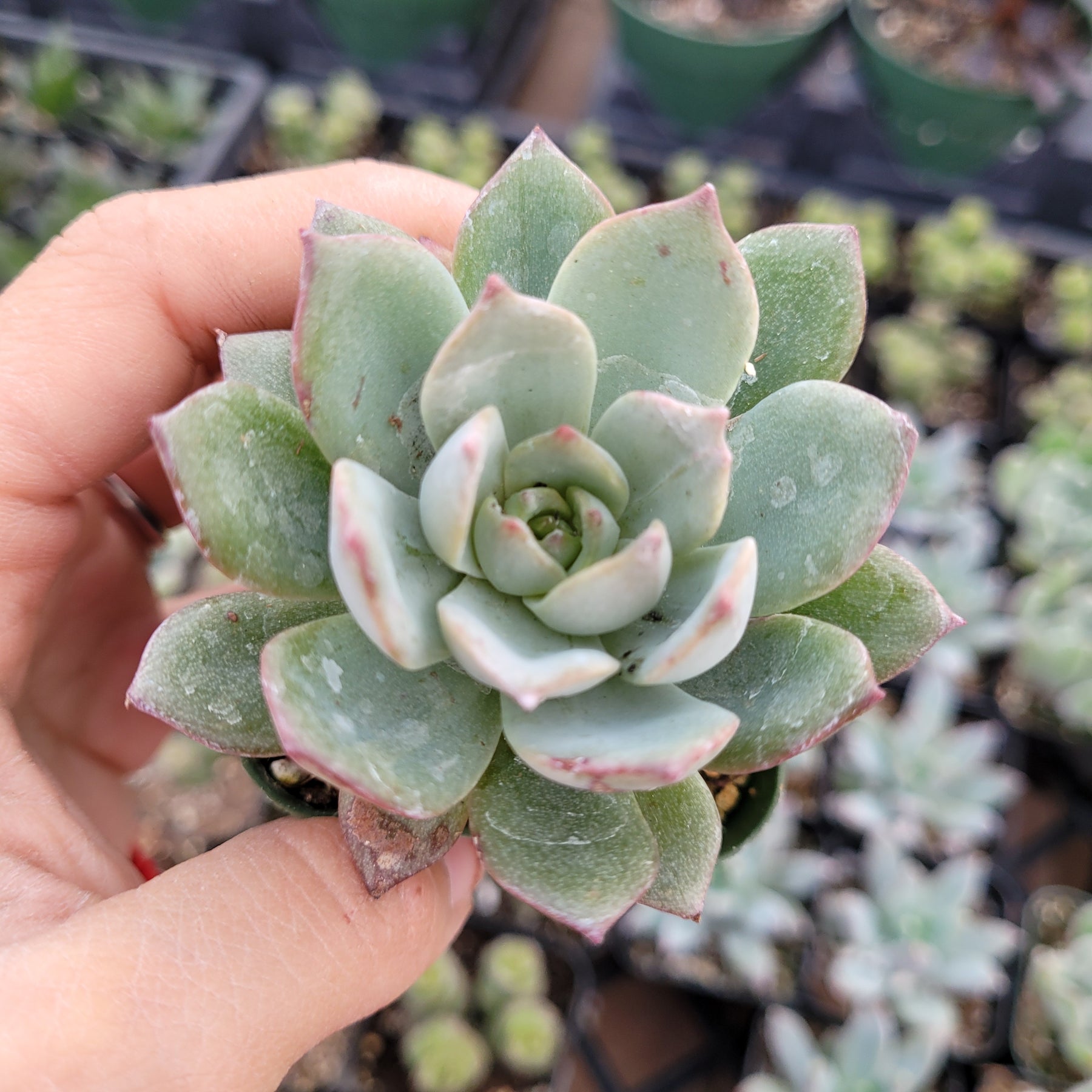 succulent grey Echeveria Sp Grey