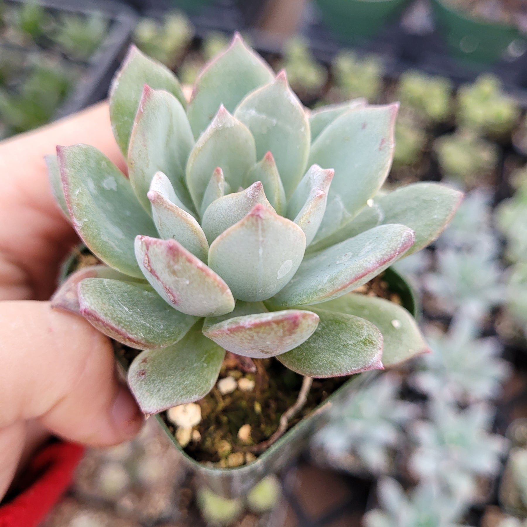 grey leaf succulent Echeveria Sp Grey