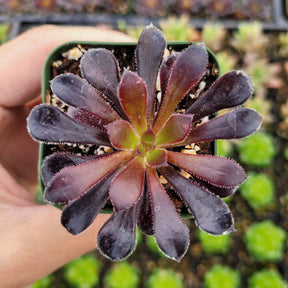 black rose succulent plant Aeonium arboreum 'Black Rose' 4 Inch