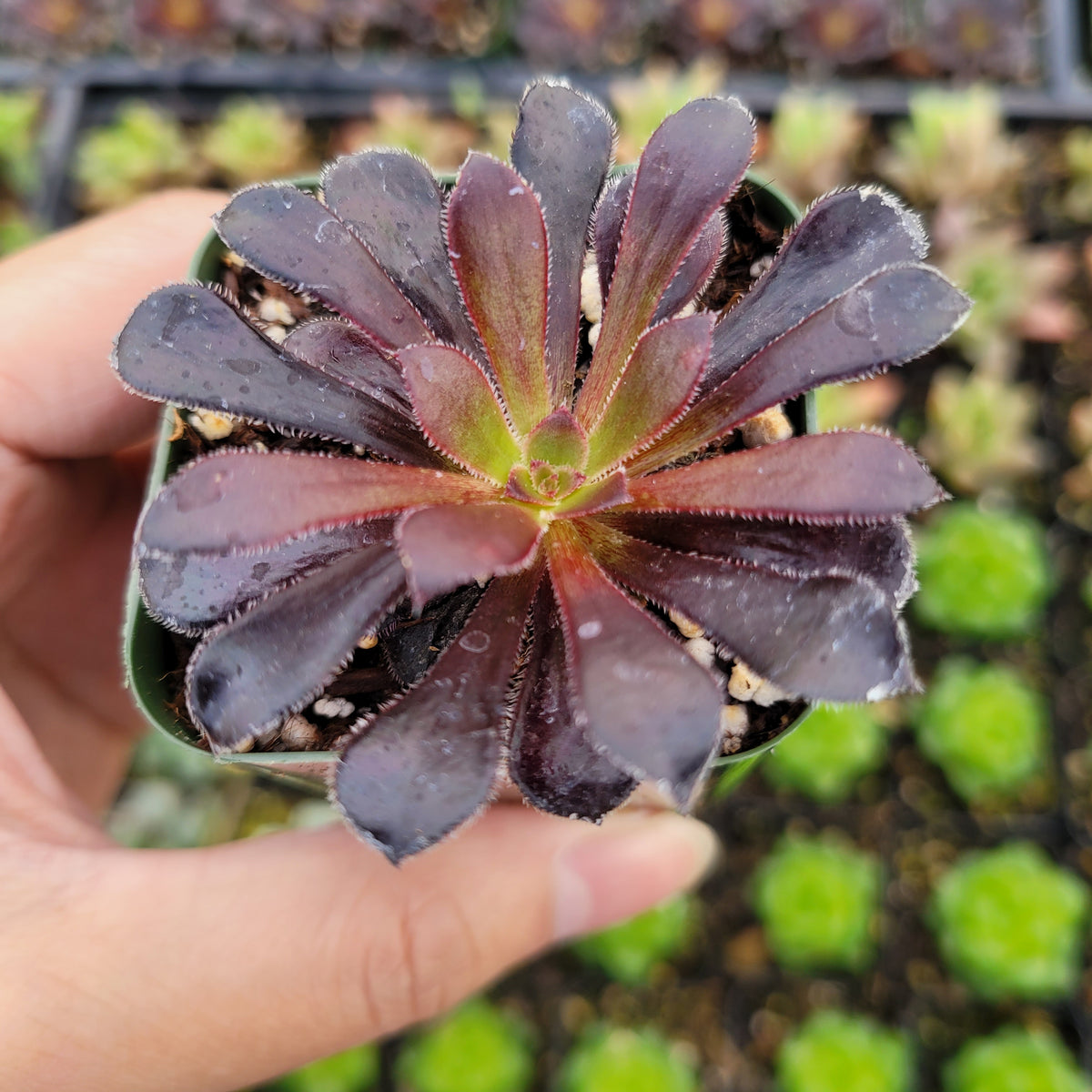 "Black Rose" Aeonium Arboreum Succulent Plant - Striking Dark Purple Rosette, Indoor/Outdoor