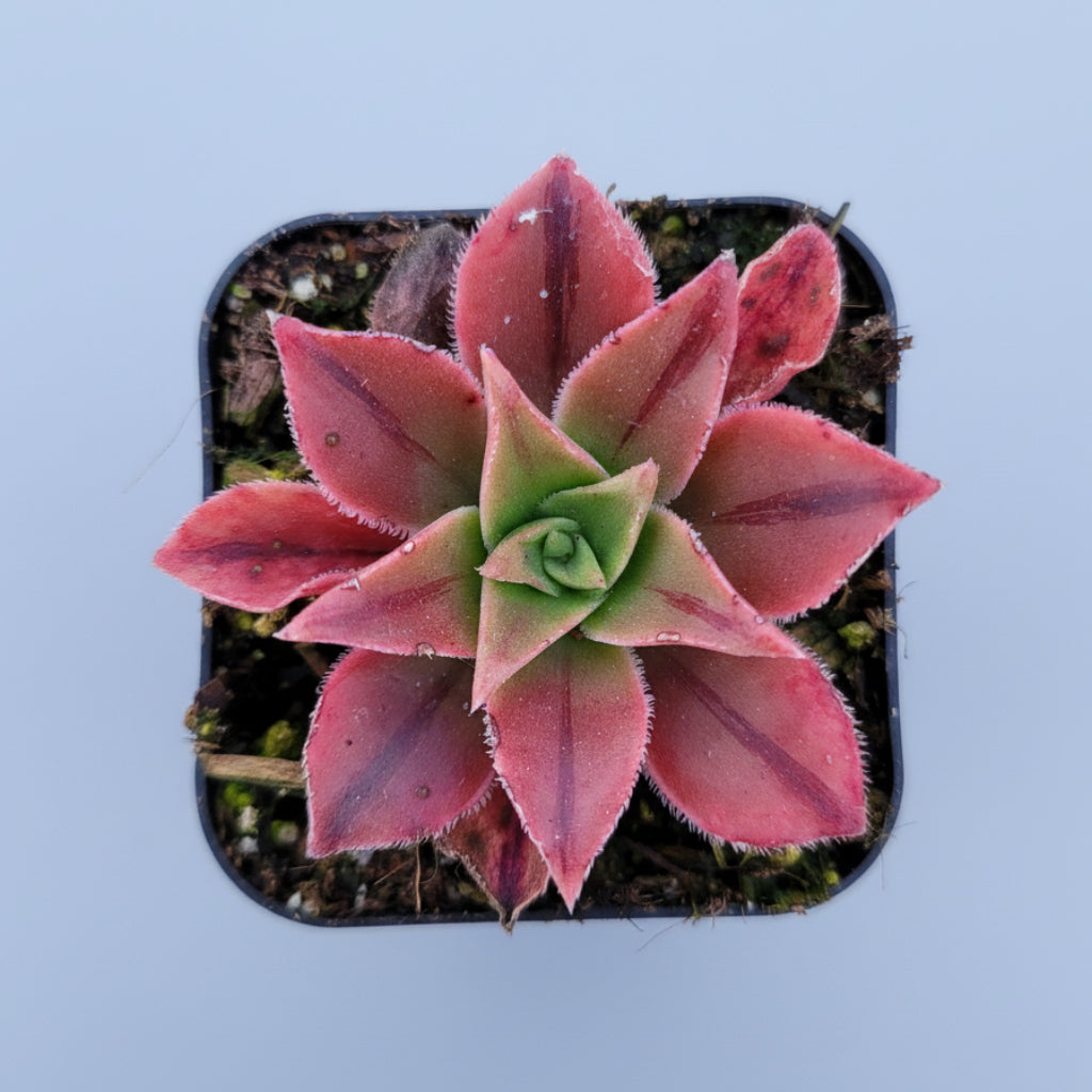Aeonium leucoblepharum in hand, vibrant rosette pattern.