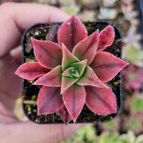 Aeonium leucoblepharum - Succulents Depot