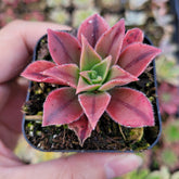 Aeonium leucoblepharum - Succulents Depot