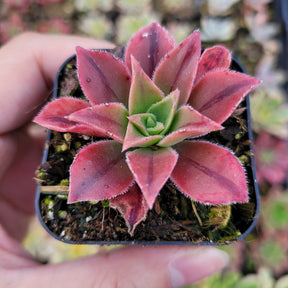 Aeonium leucoblepharum - Succulents Depot