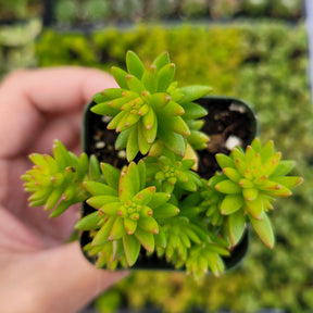 Sedum 'Spiral Staircase'