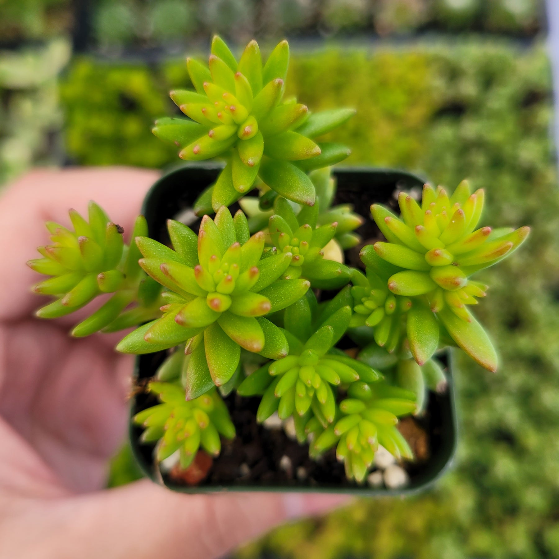 spiral succulent plants Sedum 'Spiral Staircase'