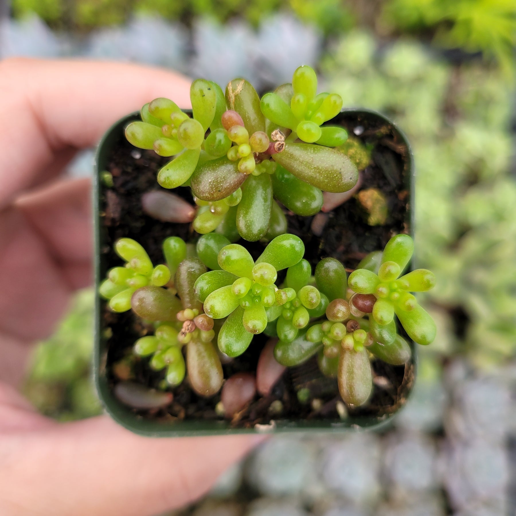 mini me succulent Sedum rubrotinctum 'Mini Me'