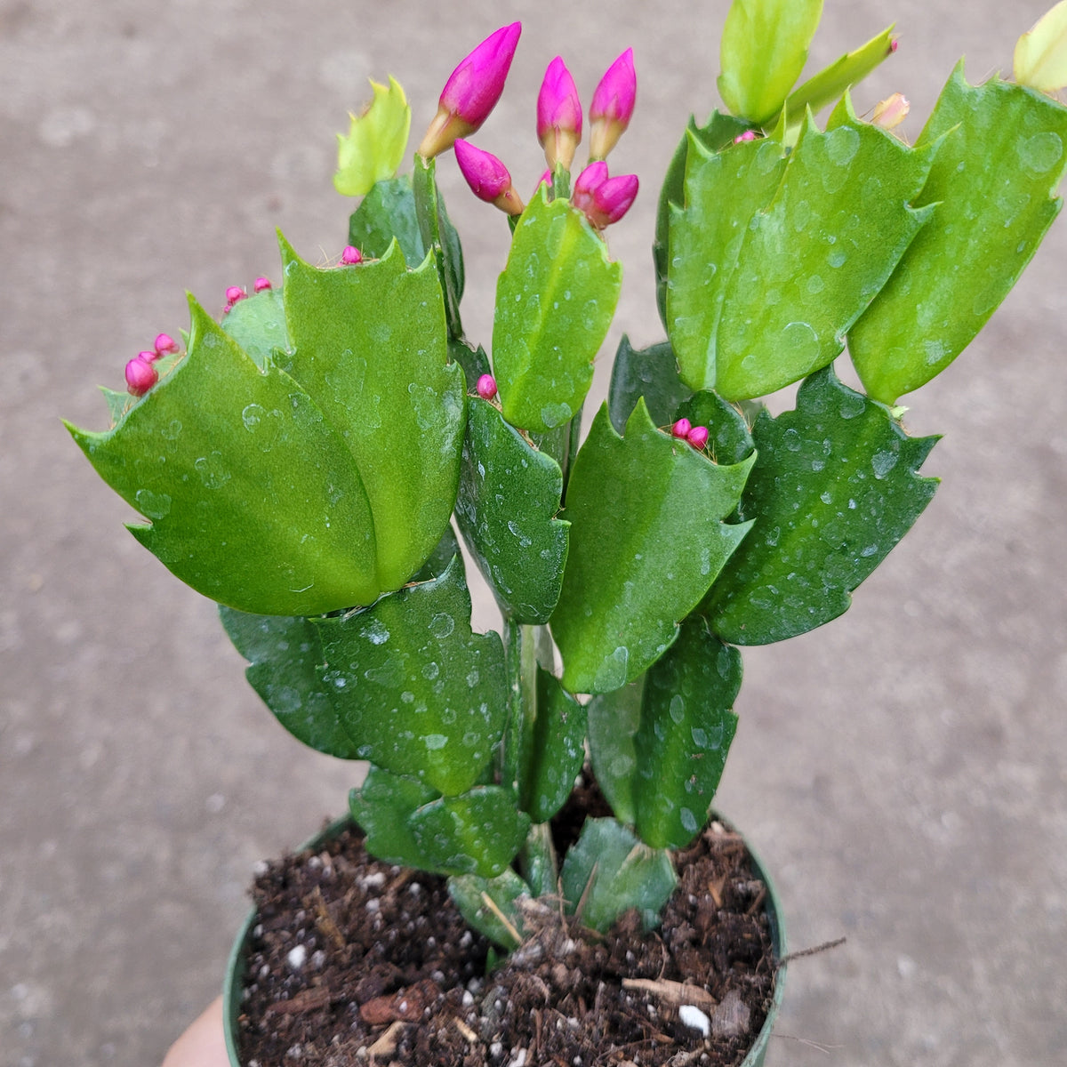 Schlumbergera truncata Thanksgiving Cactus