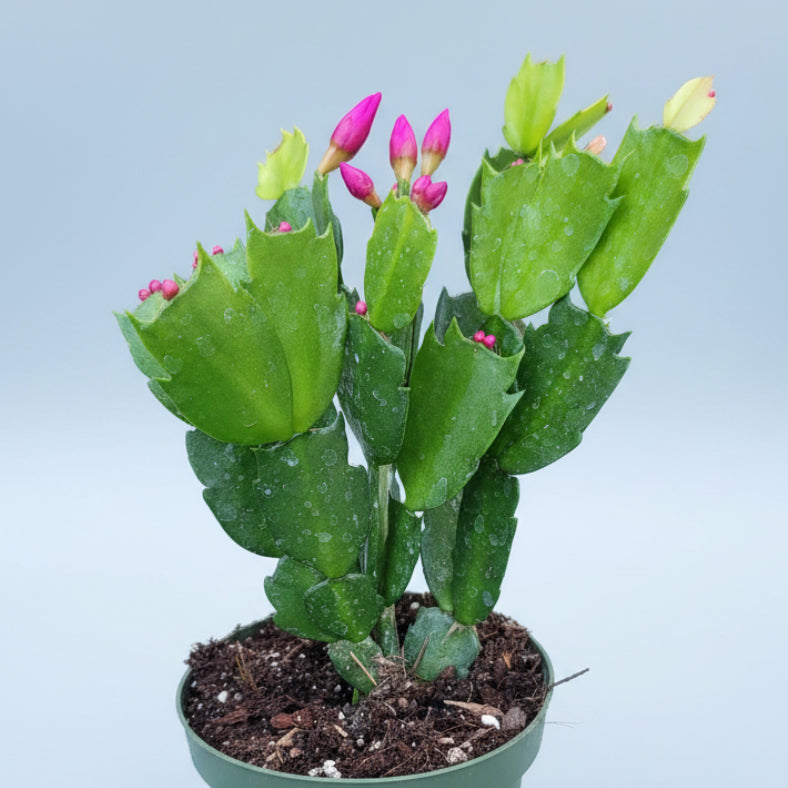 Schlumbergera truncata Thanksgiving Cactus with magenta buds.
