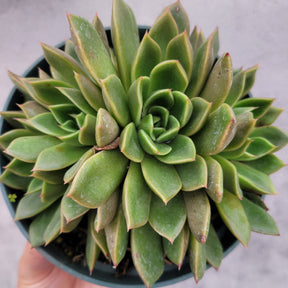 Echeveria agavoides 'Mira' - Succulents Depot