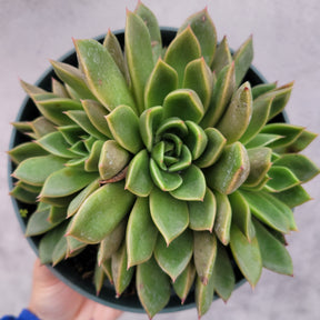 Echeveria agavoides 'Mira' - Succulents Depot