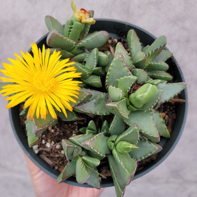 Faucaria tigrina Tiger Jaws