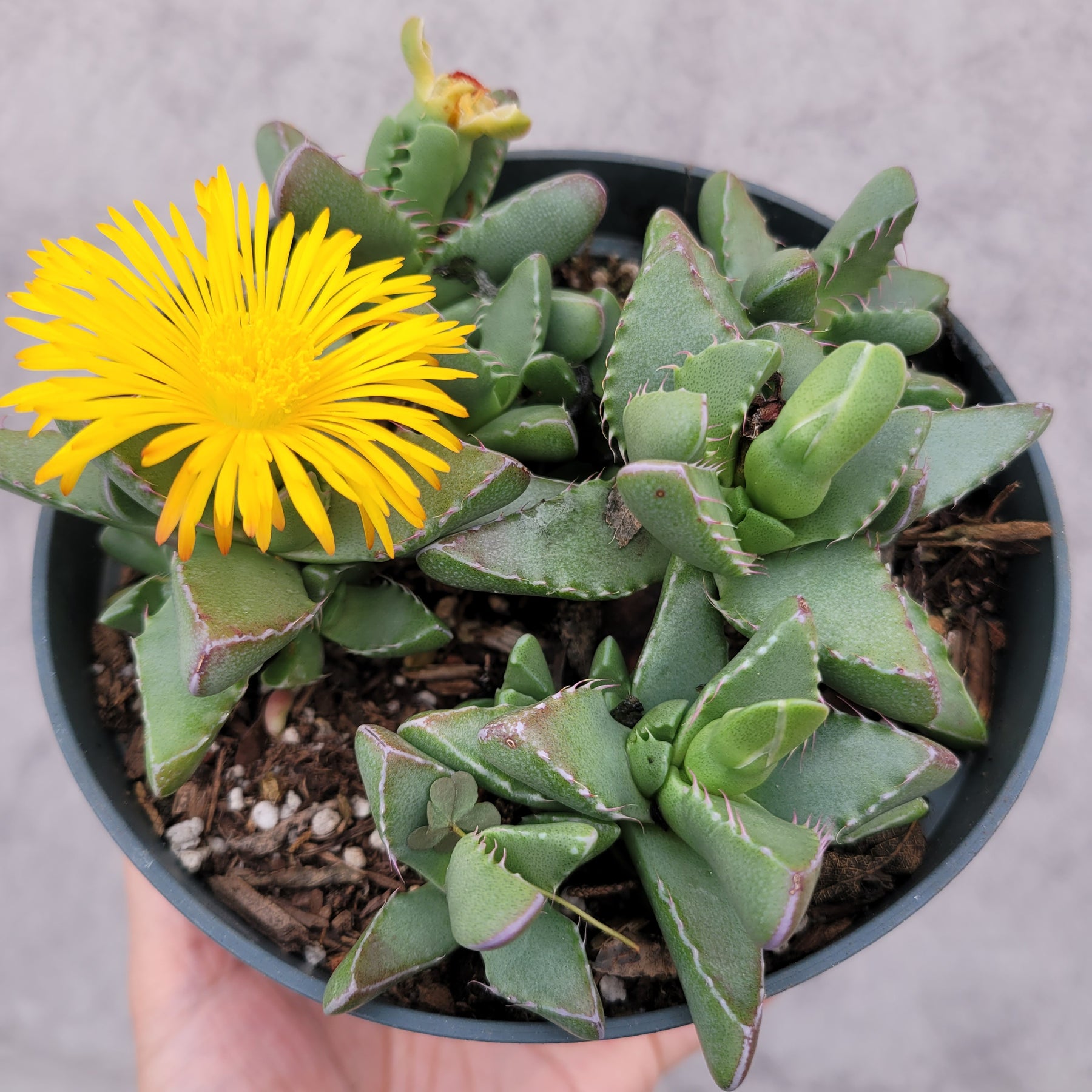 tiger jaw succulent squishy Faucaria tigrina Tiger Jaws
